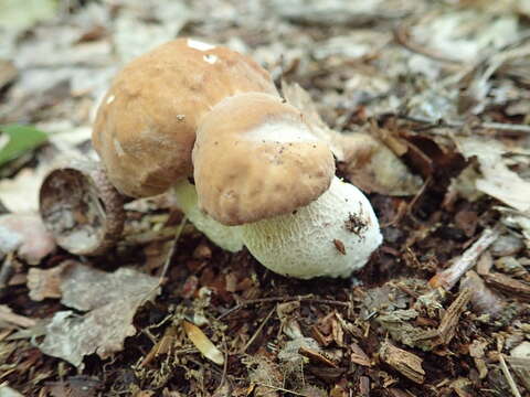 Sivun Boletus nobilissimus Both & R. Riedel 2000 kuva