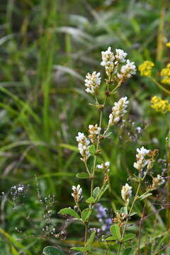 Image of Lespedeza tomentosa (Thunb.) Maxim.