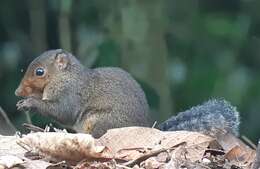 Image of Asian Red-cheeked Squirrel