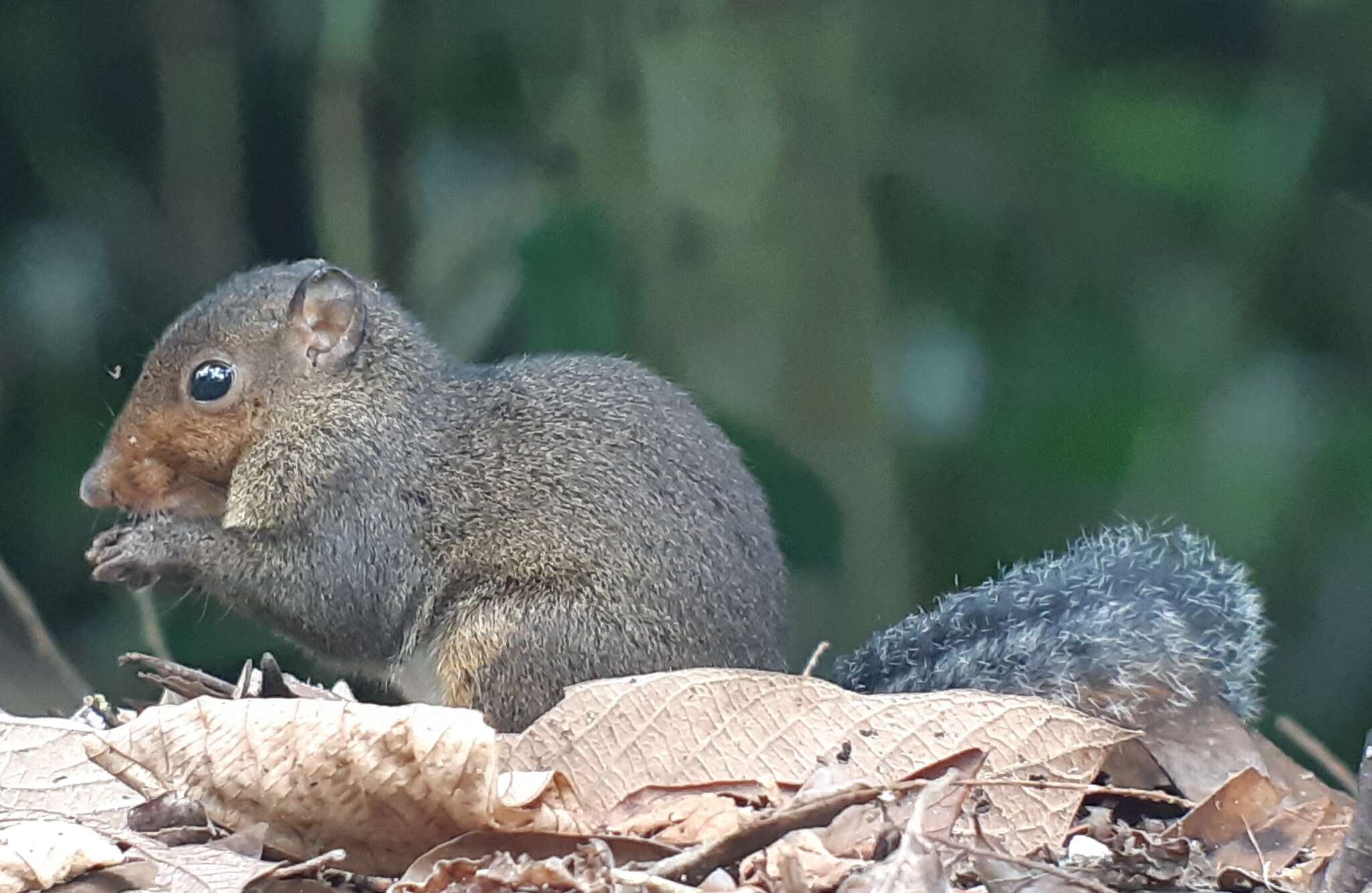 Image of Asian Red-cheeked Squirrel