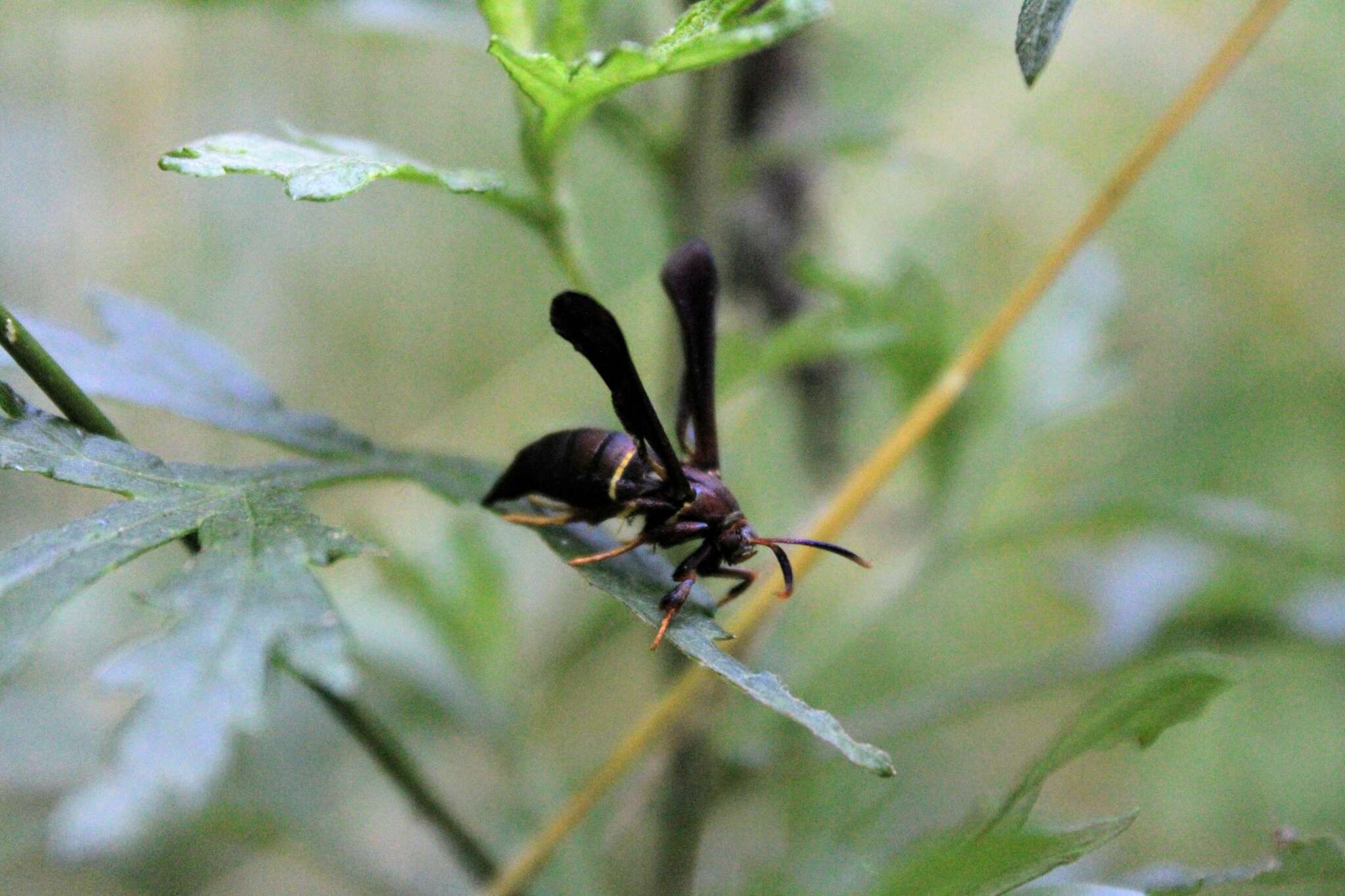 Слика од Vitacea scepsiformis (Edwards 1881)