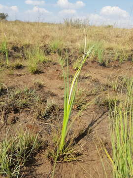 Image of Albuca virens subsp. virens