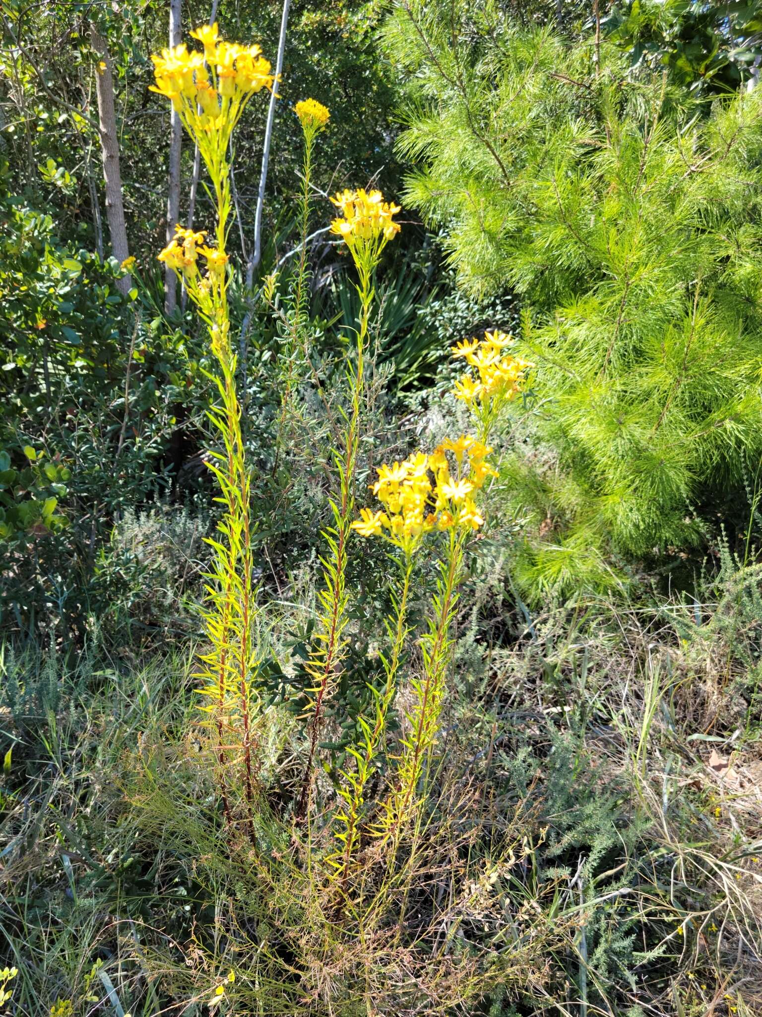 Image of <i>Chrysopsis <i>linearifolia</i></i> var. linearifolia