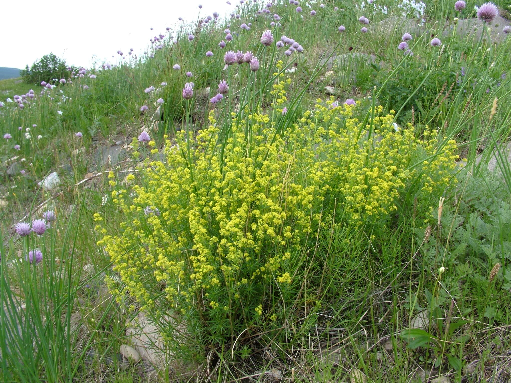 Plancia ëd Galium verum subsp. verum