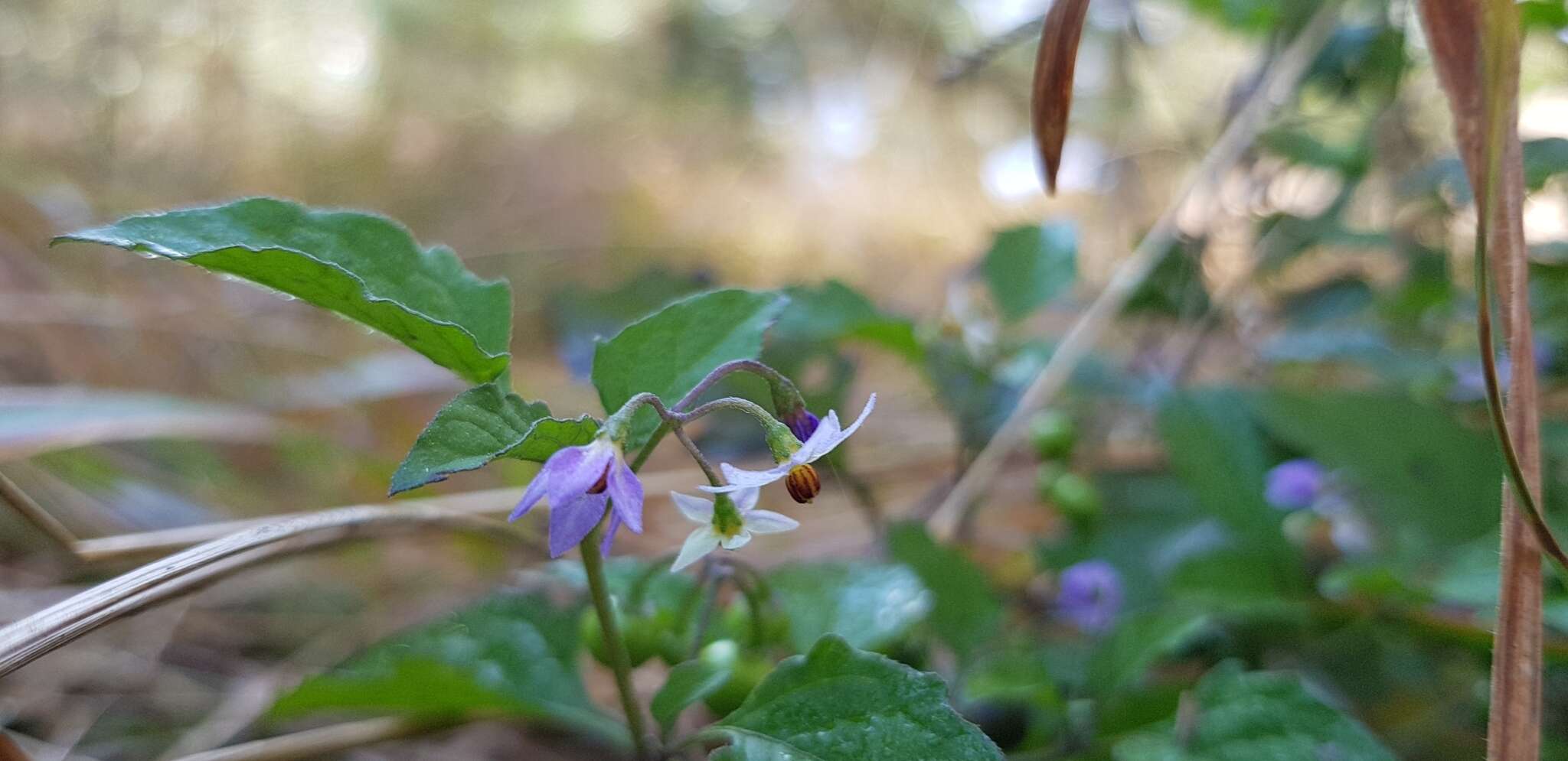 Plancia ëd Solanum nigrescens Mart. & Gal.