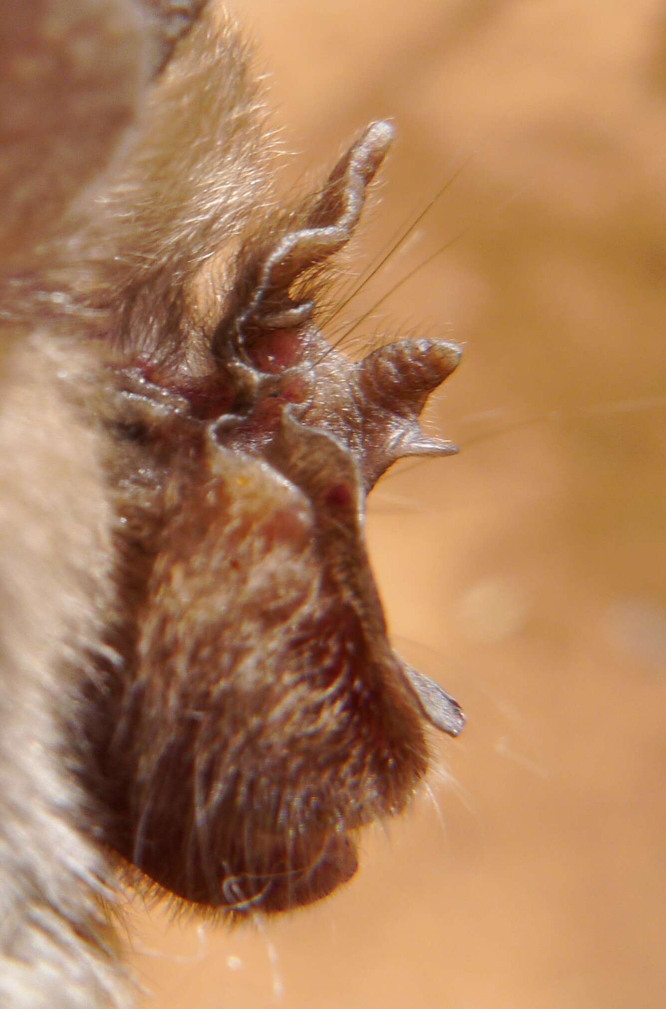 Image of Lander's Horseshoe Bat