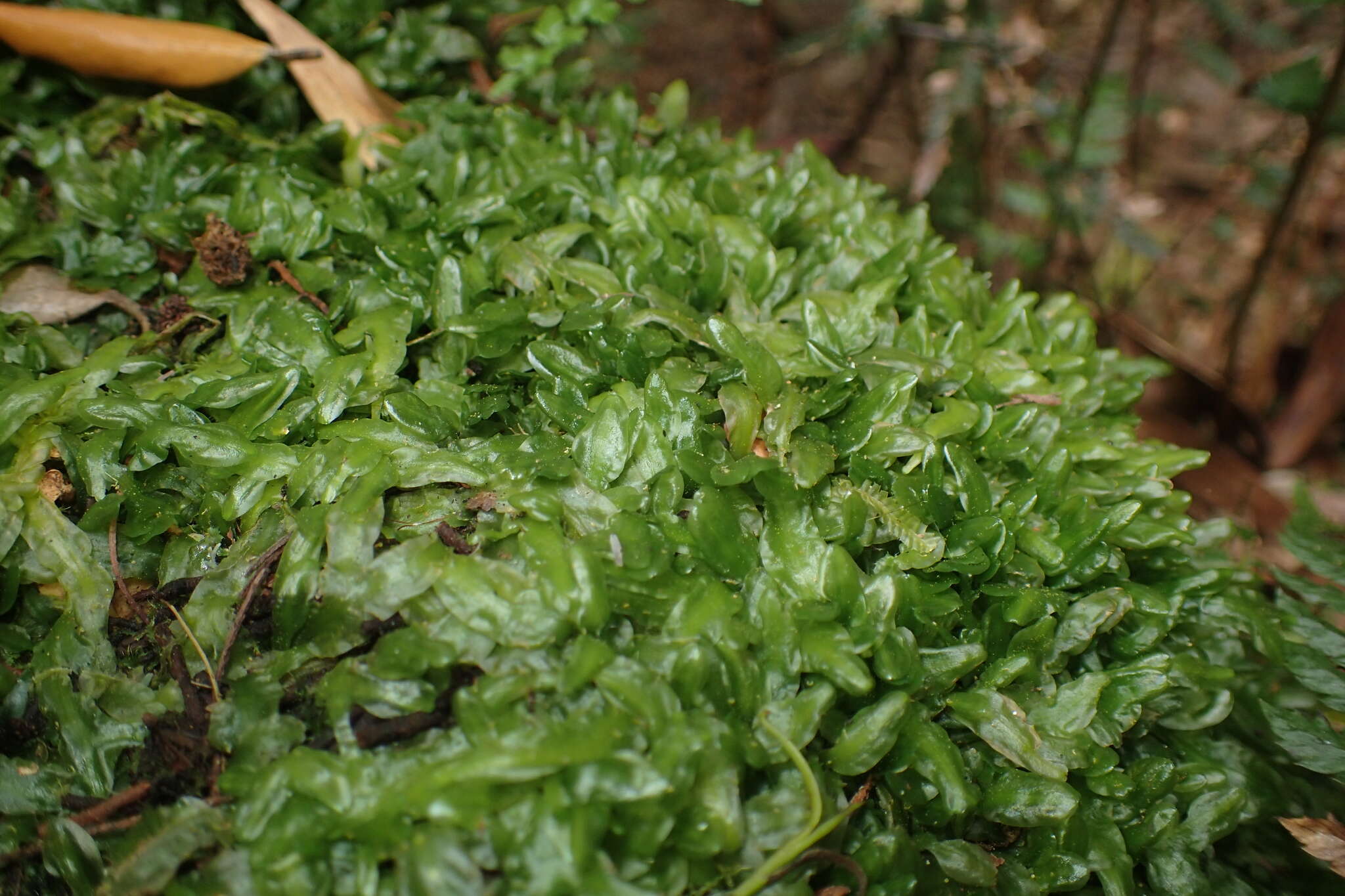 Imagem de Podomitrium phyllanthus (Hook.) Mitt.