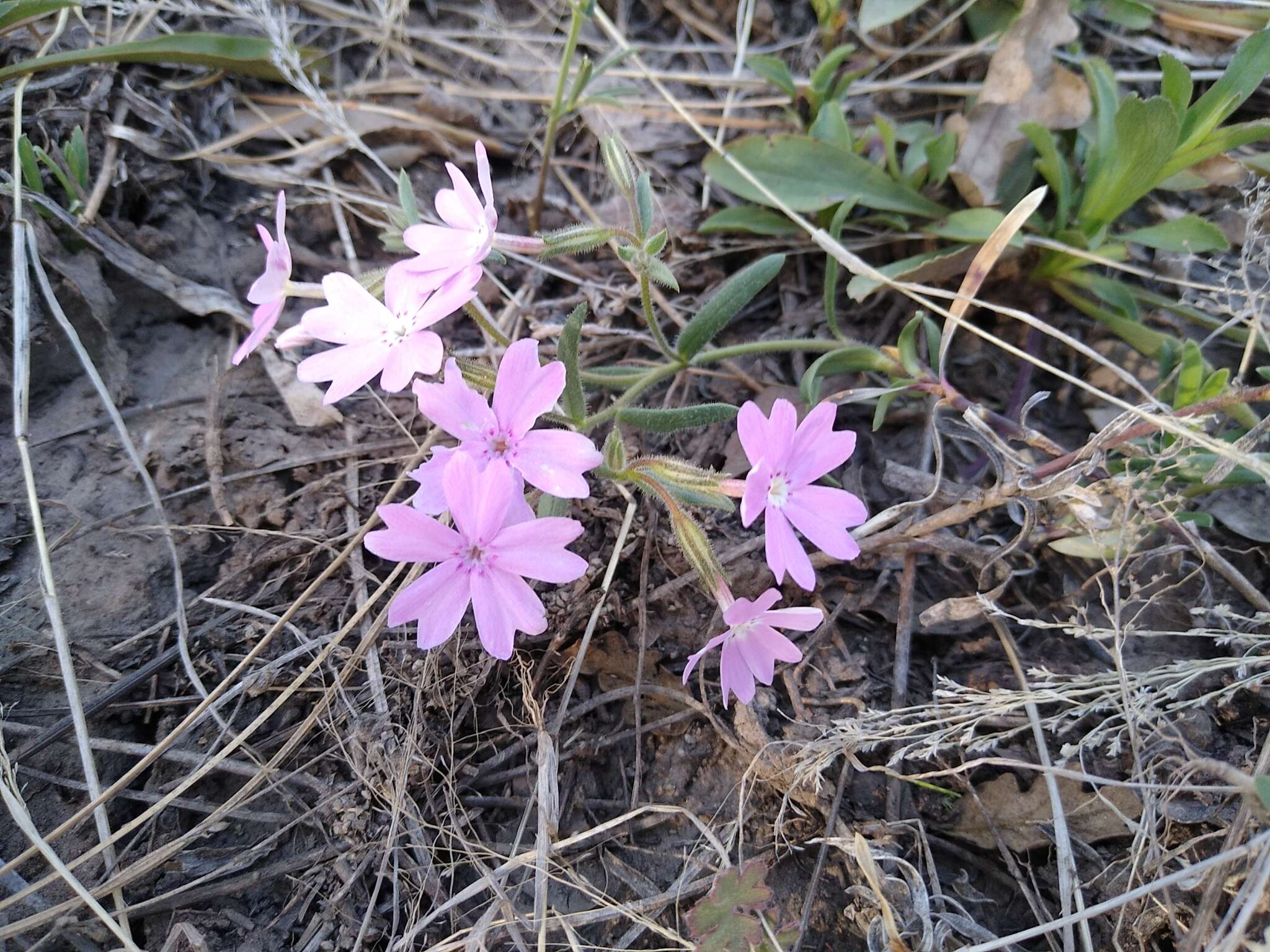 Image of Woodhouse's phlox