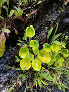 Image of Kidney-Leaf Grass-of-Parnassus