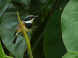 صورة Batis capensis hollidayi Clancey 1952