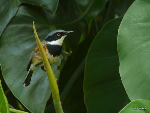 Image of Batis capensis hollidayi Clancey 1952