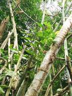 Image of American long-leaved bamboo