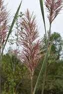 Image of Giant Plume Grass