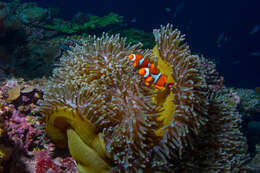 Image of Bulb-Tip Anemone