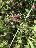 Image de Trifolium depauperatum var. stenophyllum (Nutt.) McDermott