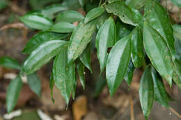 Image of laurel-leaf snailseed