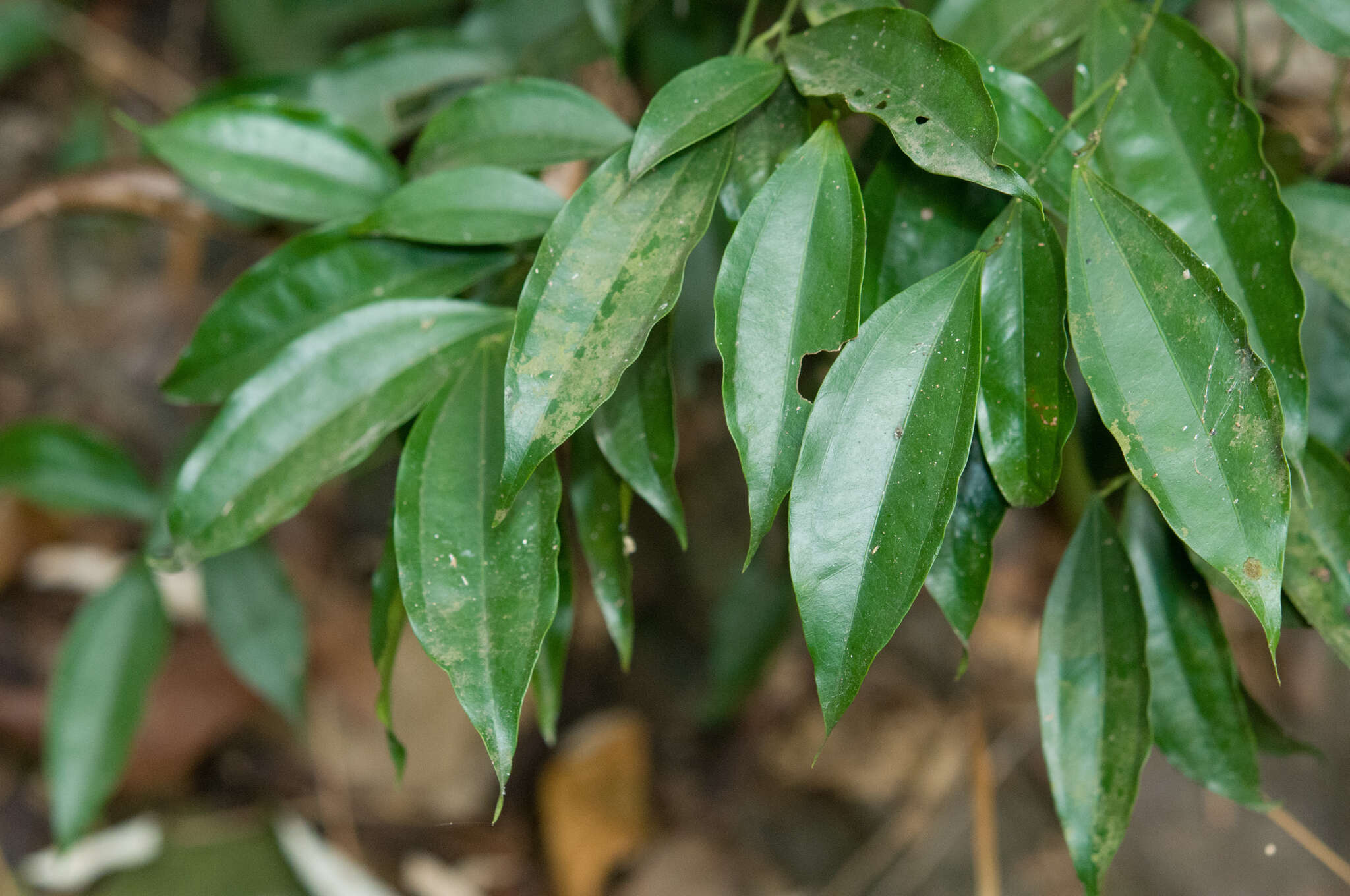 Image of laurel-leaf snailseed