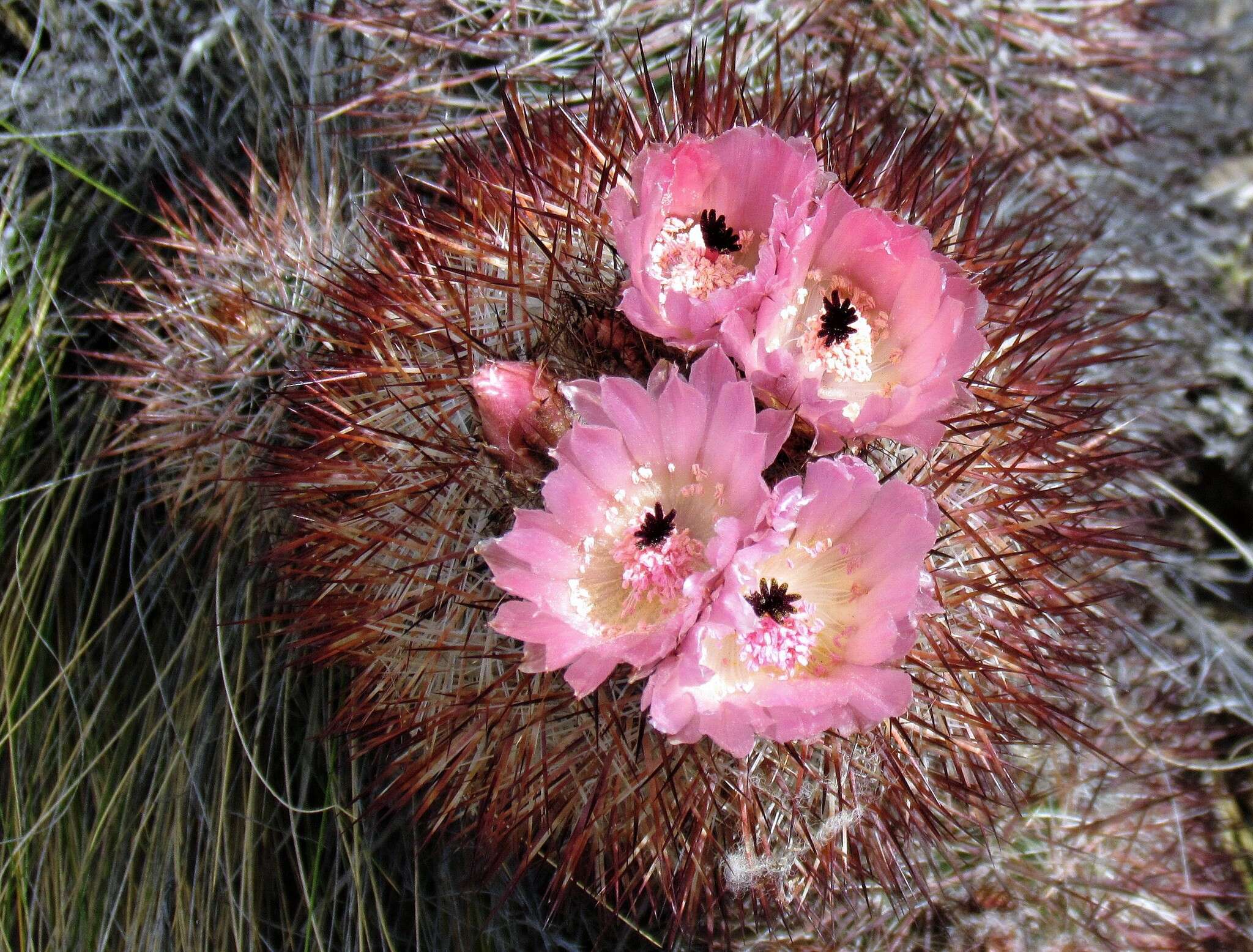 Image of Austrocactus bertinii Britton & Rose