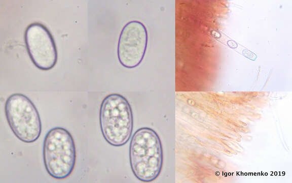 Image of Scutellinia setosa (Nees) Kuntze 1891