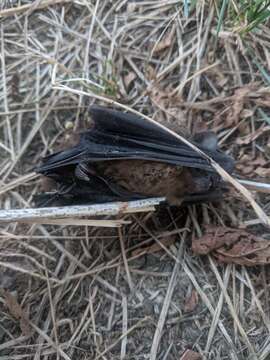 Image of leislers bat, lesser noctule