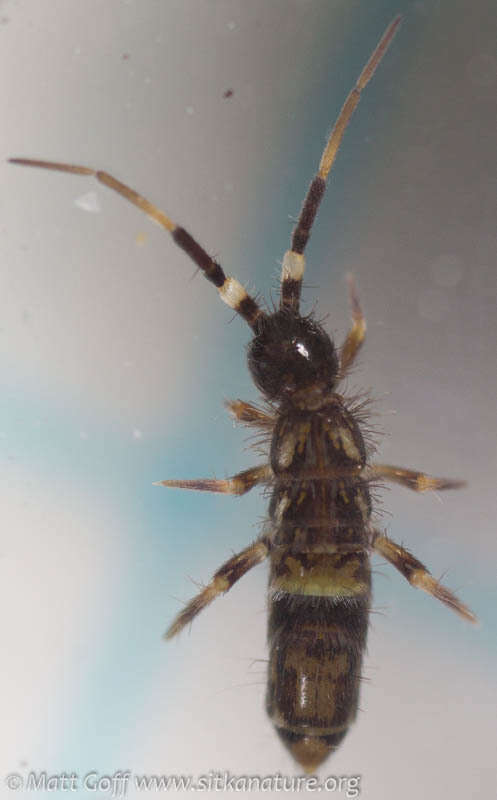 Image of hairy-back girdled springtail