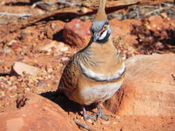 Image of Spinifex Pigeon