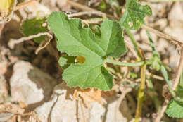 Plancia ëd Cucumis prophetarum L.