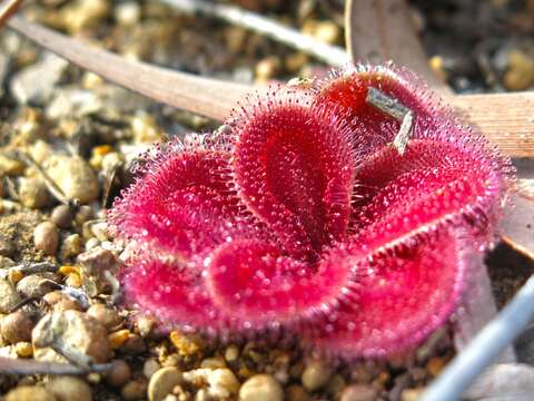 Image of Drosera erythrorhiza subsp. squamosa (Benth.) N. Marchant & Lowrie