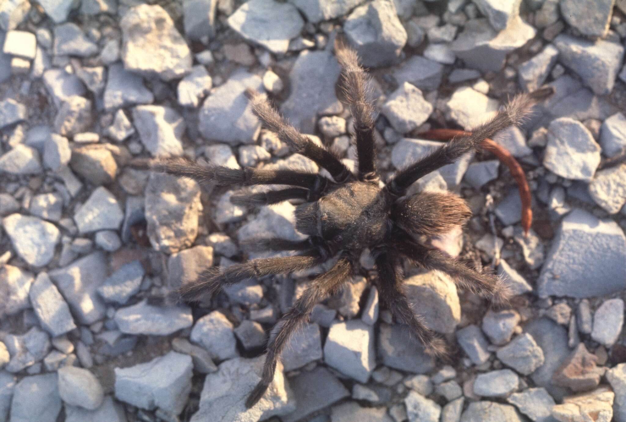 Image of Aphonopelma gabeli Smith 1995