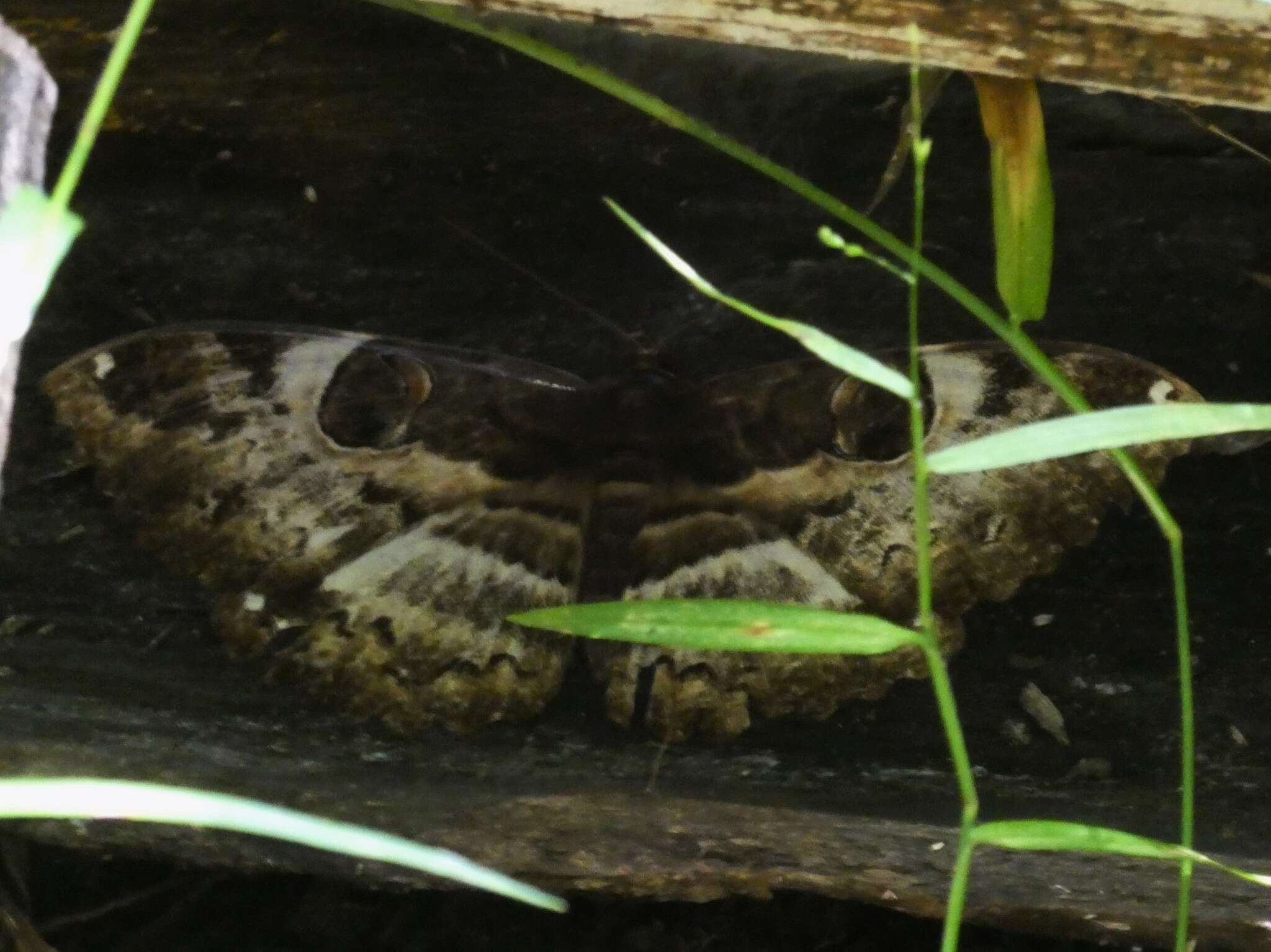 Image of Erebus terminitincta Fletcher 1957