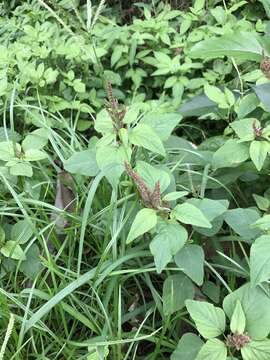 Image of slender amaranth