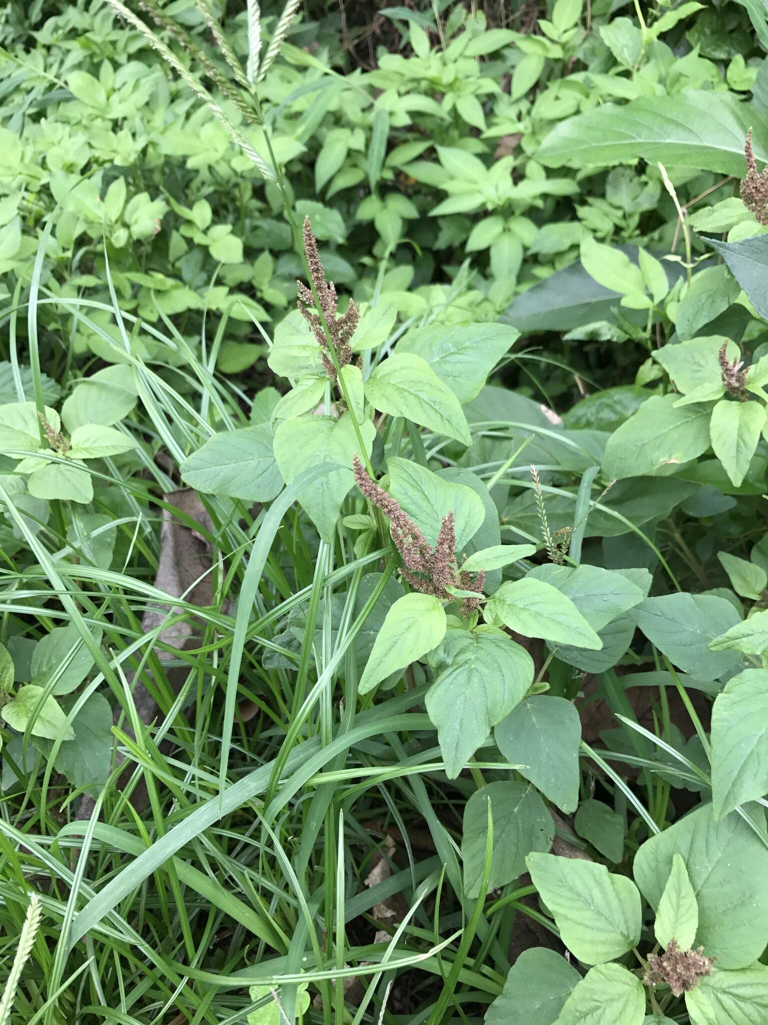 Imagem de Amaranthus viridis L.