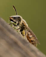 Lasioglossum petrellum (Cockerell 1903)的圖片