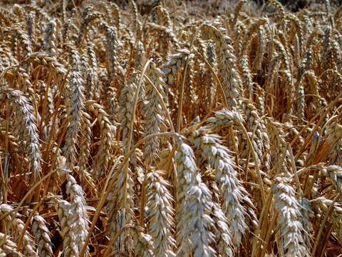 Image of Vavilov's wheat