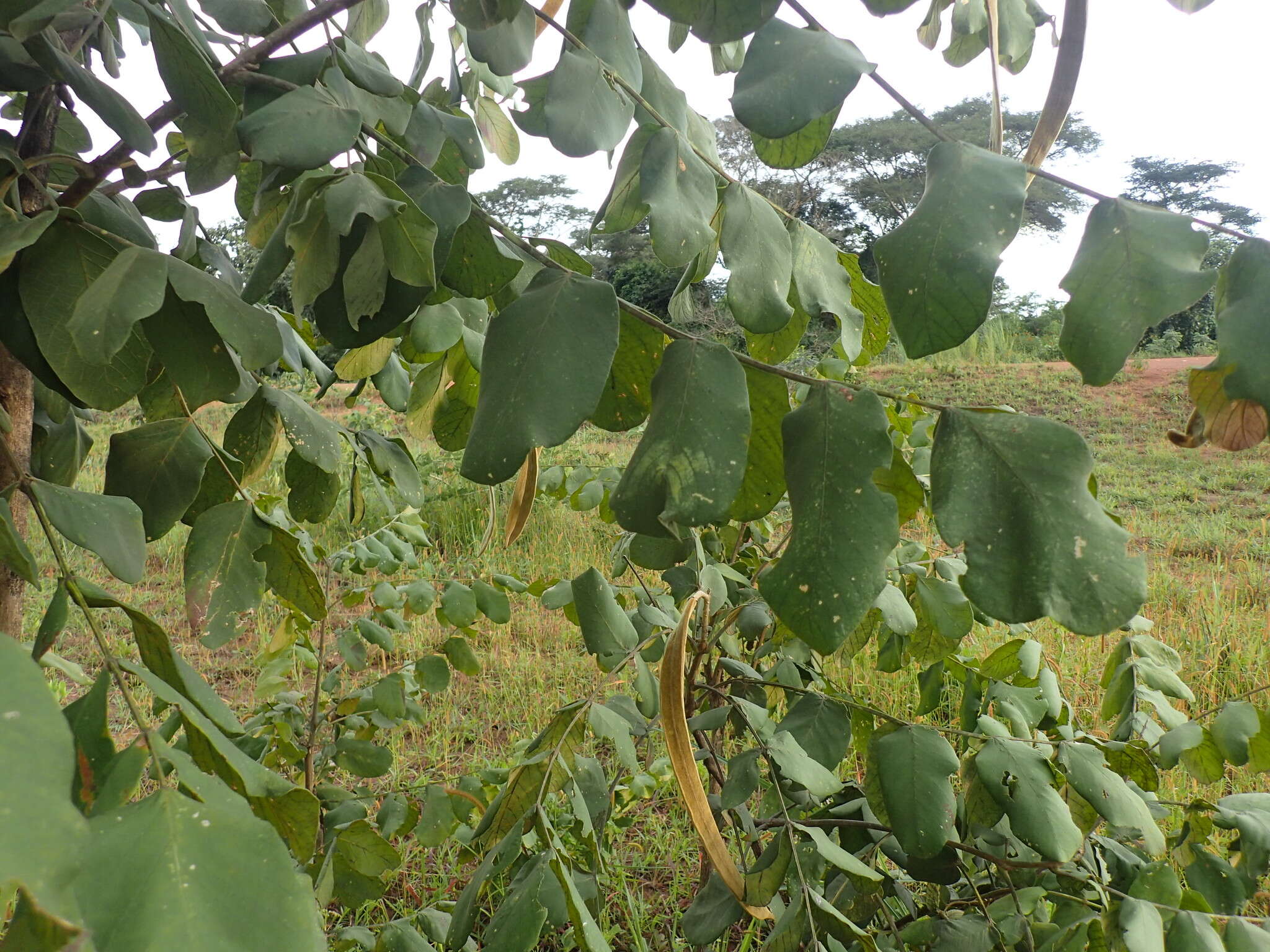 Image of Golden bean tree