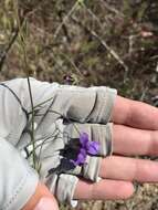 Imagem de Antirrhinum strictum (Hooker & Arnott) A. Gray