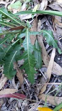 Image of Klasea baetica subsp. lusitanica