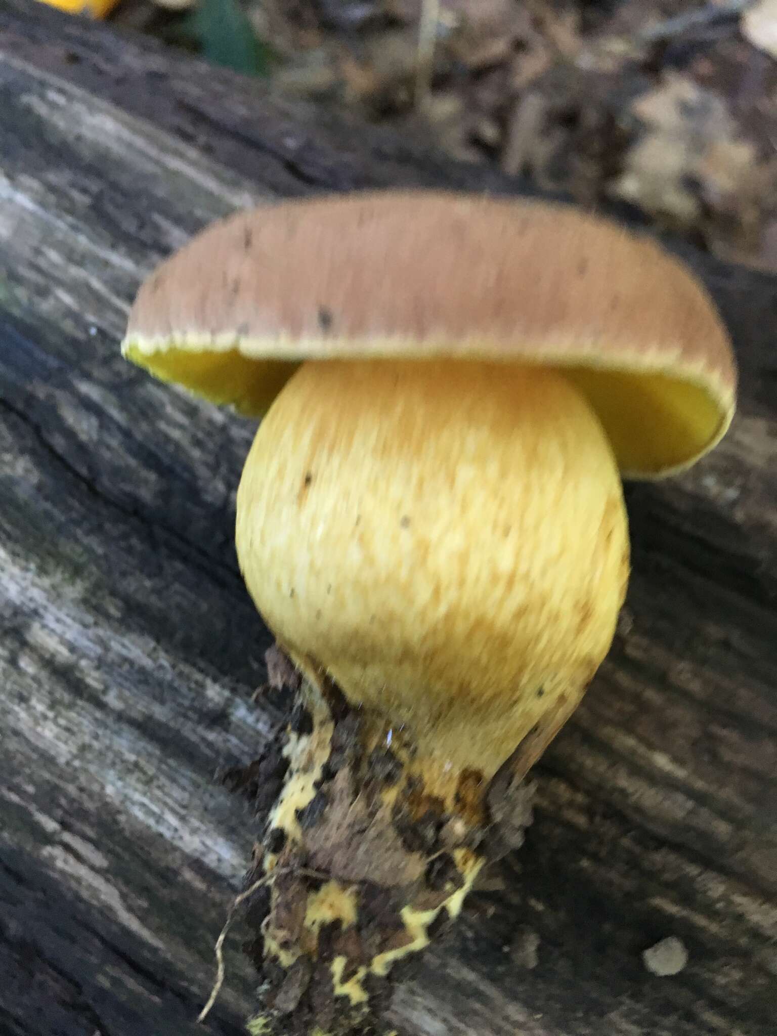 Image of Aureoboletus innixus (Frost) Halling, A. R. Bessette & Bessette 2015