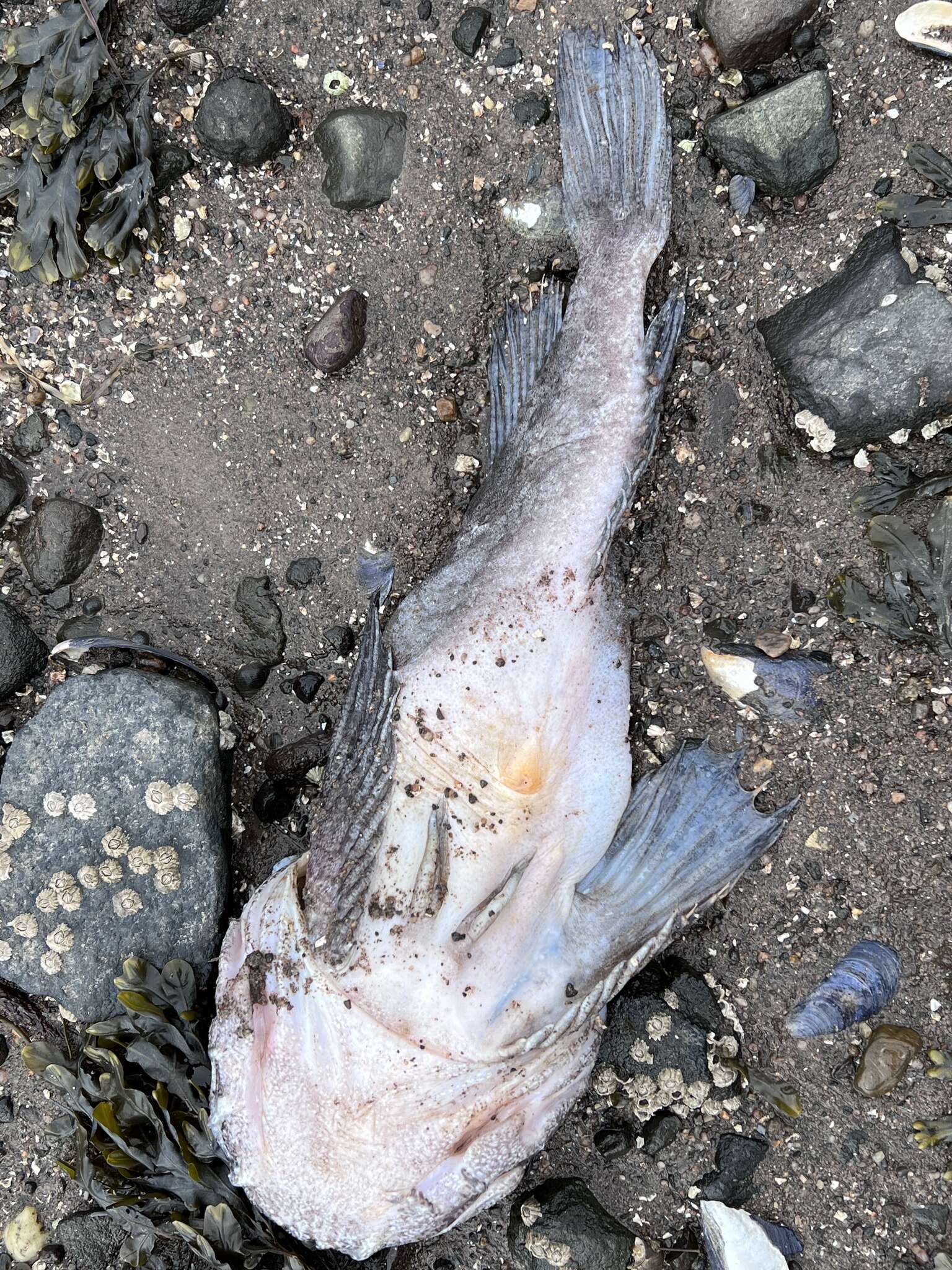 Image of Goosefish