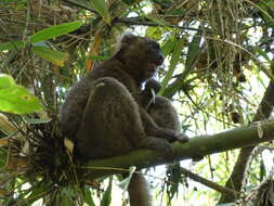 Image of Prolemur Gray 1870