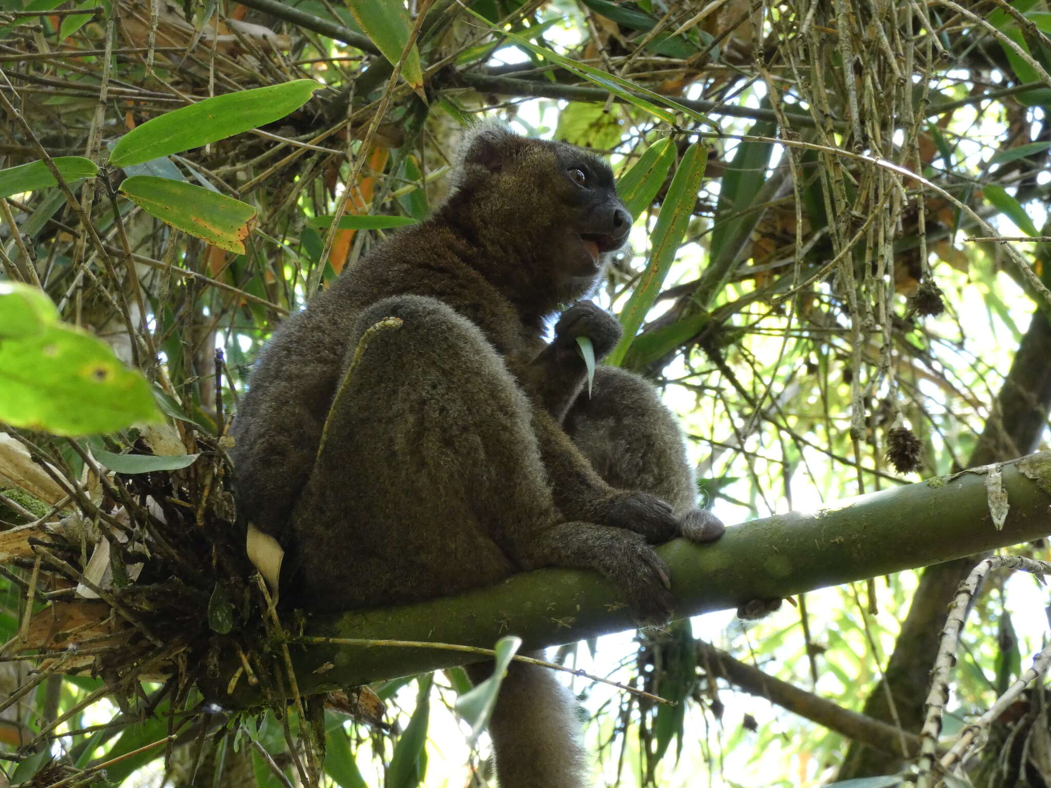 Image de Prolemur Gray 1870