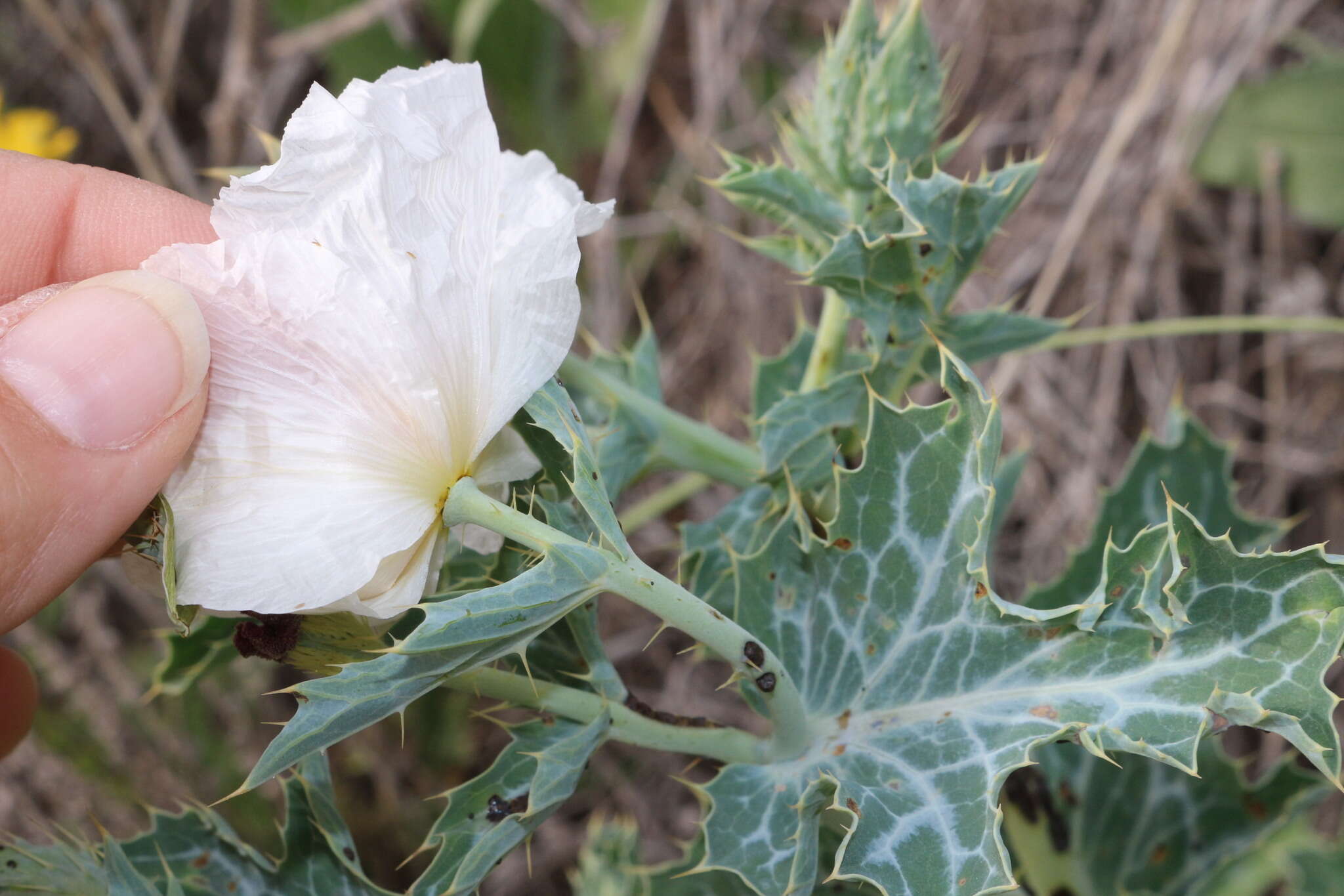 Image of hedgehog pricklypoppy