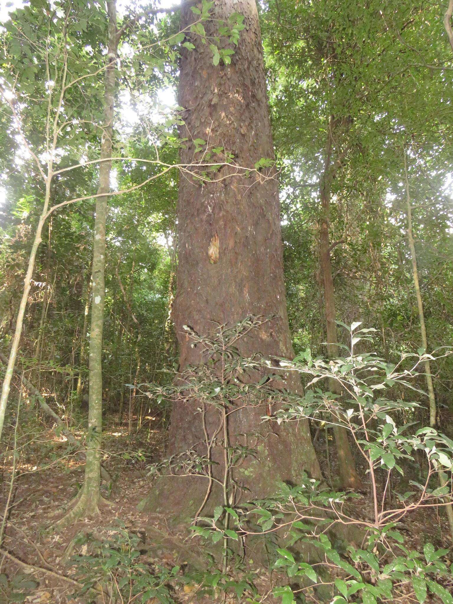 Image of Sickle-leaved Yellowwood