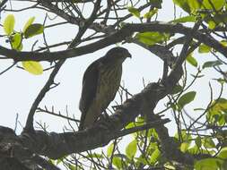 Слика од Buteo ridgwayi (Cory 1883)