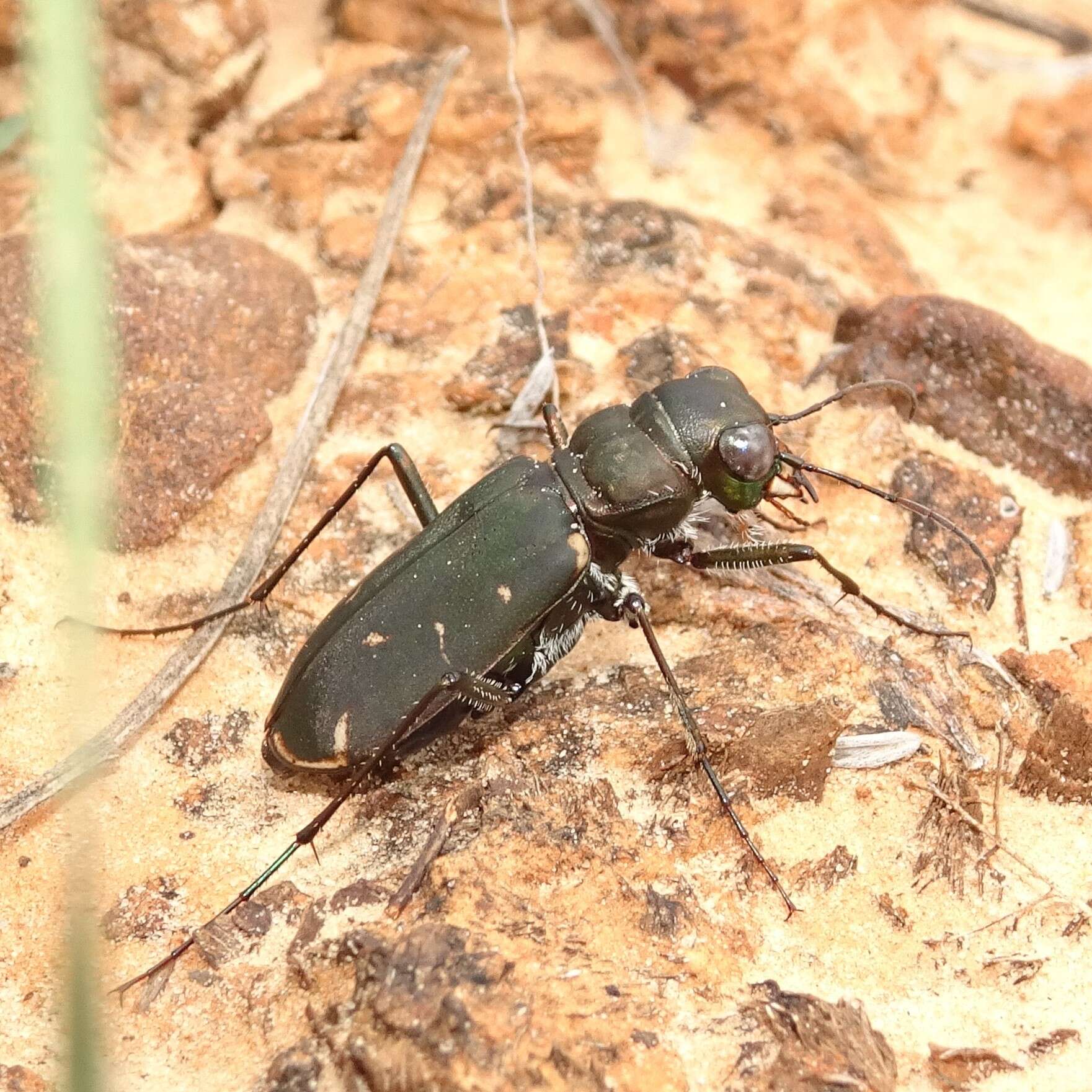 Слика од Cicindela (Cicindelidia) obsoleta vulturina Le Conte 1853
