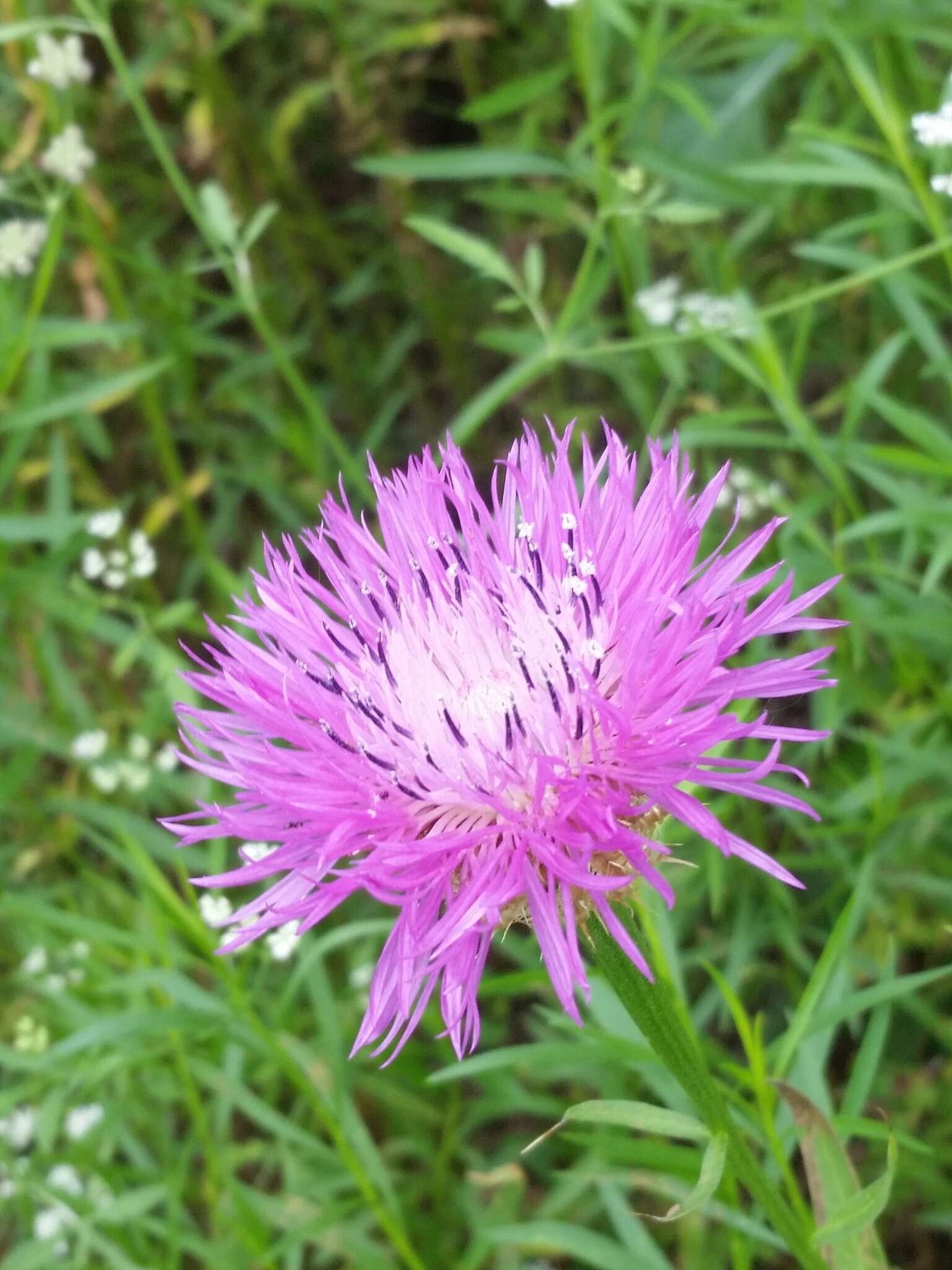 Plancia ëd Plectocephalus americanus (Nutt.) D. Don