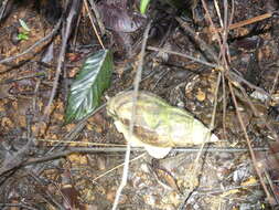 Image of Lissachatina reticulata