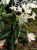 Image of Crossandra nobilis Benoist