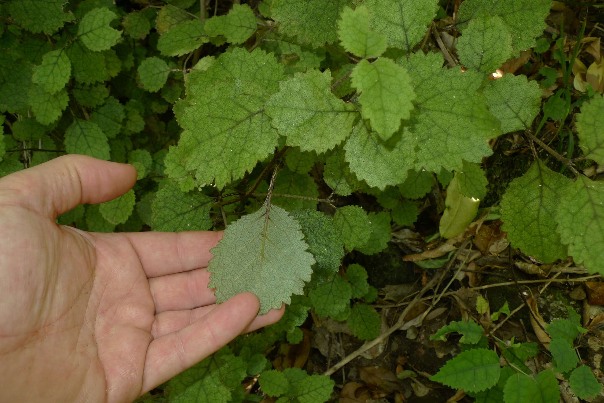 Image of Rhabdothamnus