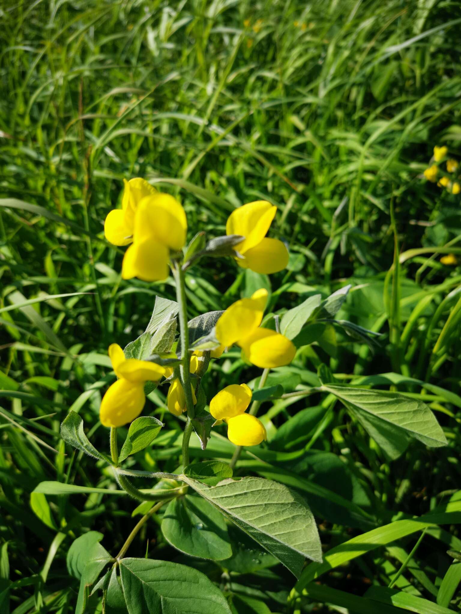 Image of Thermopsis lupinoides (L.) Link